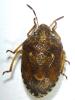 Staria lunata